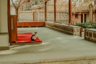 Black and White Cat Sitting on Red Carpet in Courtyard