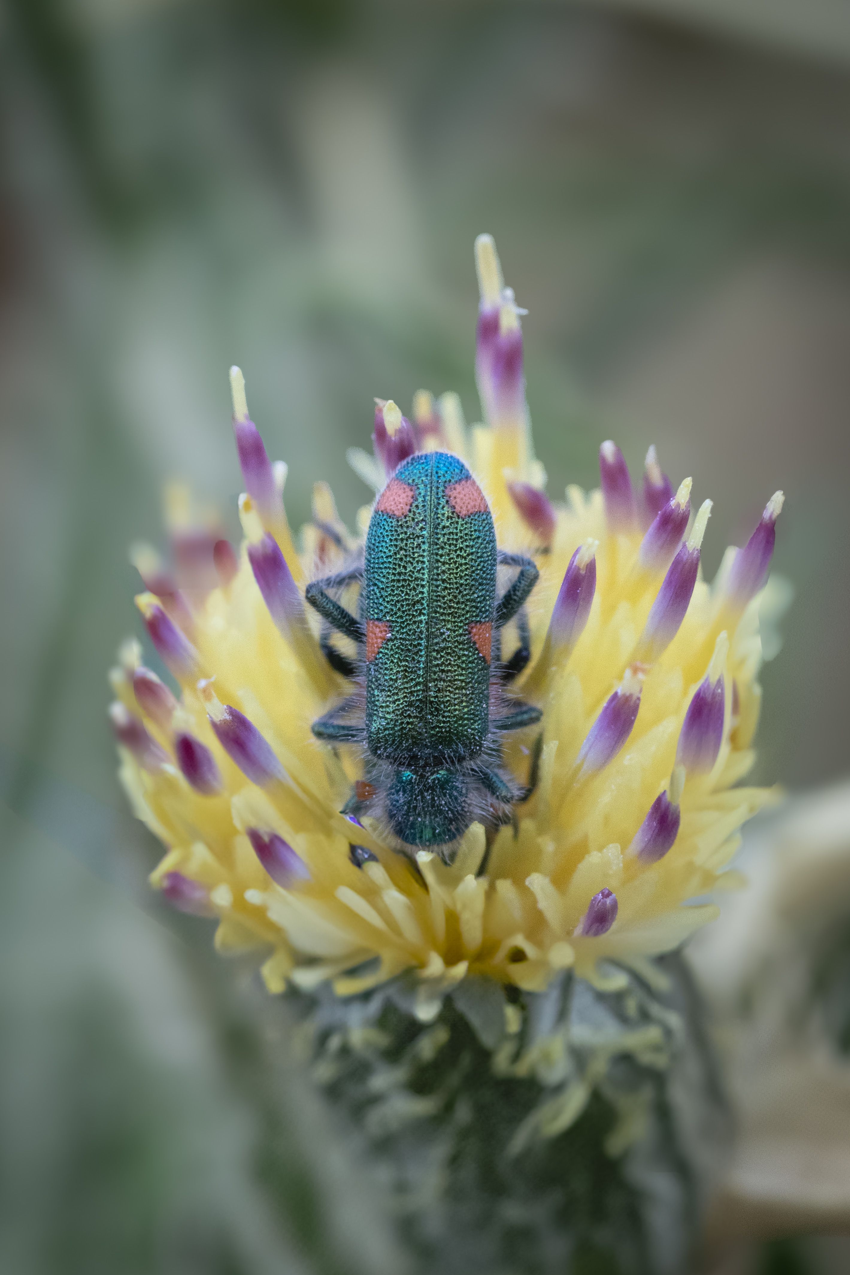 Colorful Insect on Vibrant Yellow Flower · Free Stock Photo
