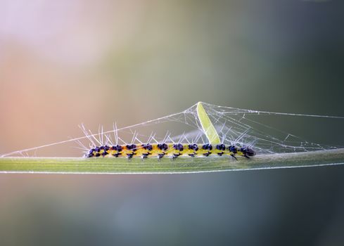 Macro shot of a caterpillar resting on a leaf covered in delicate webbing, showcasing nature's intricate details.
