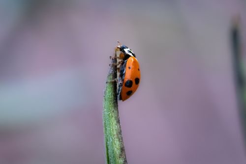 Free Macro photograph of a ladybug perched on a plant stem against a blurred background. Stock Photo