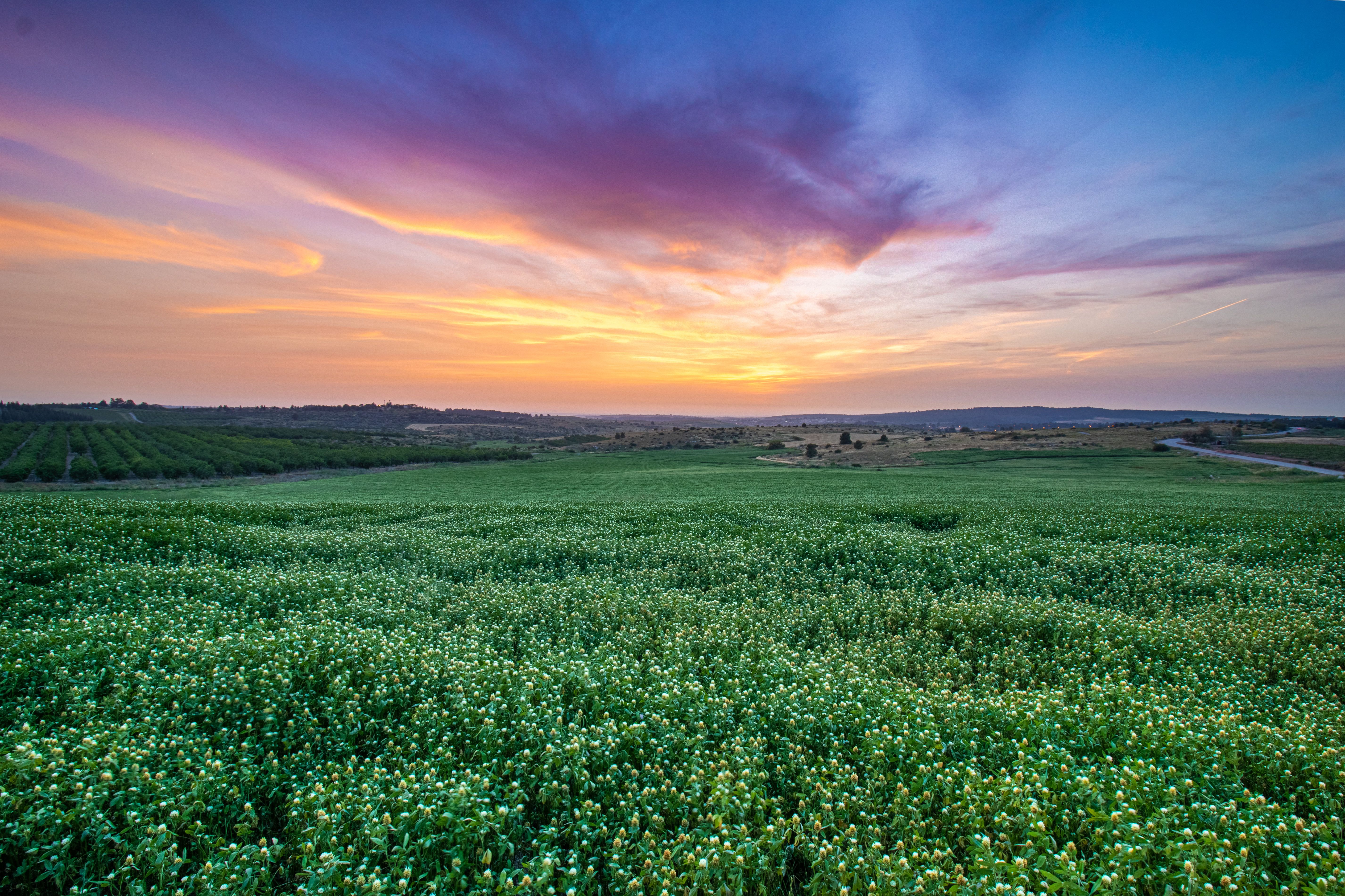 Stunning Sunset Over Verdant Flower Fields · Free Stock Photo