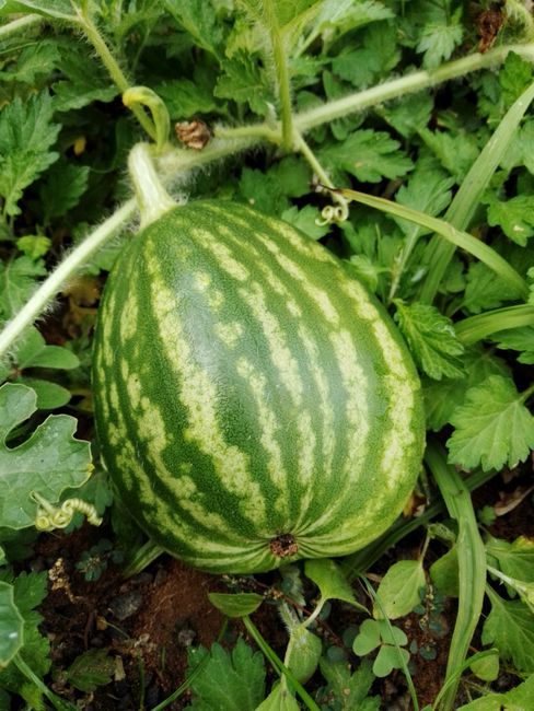 watermelon young plant growth