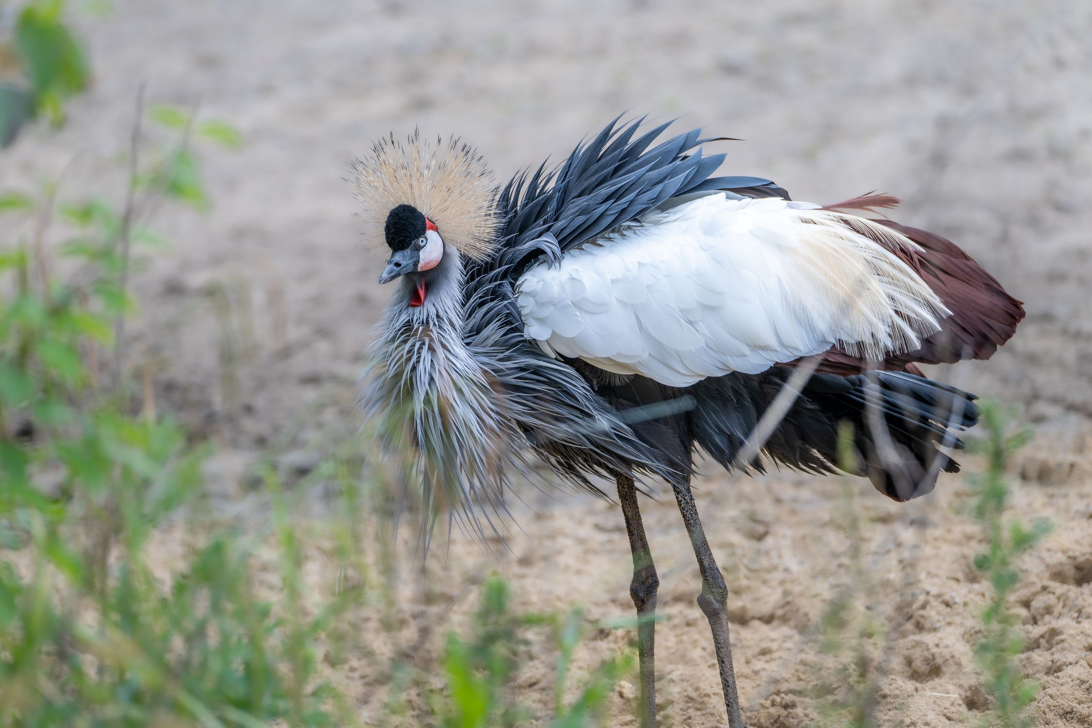 Grey Crowned Crane In Natural Habitat Free Stock Photo Grey Crowned Crane In Natural Habitat Free Stock Photo