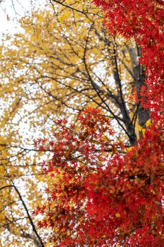 Vivid red and yellow autumn leaves create a colorful seasonal scene.