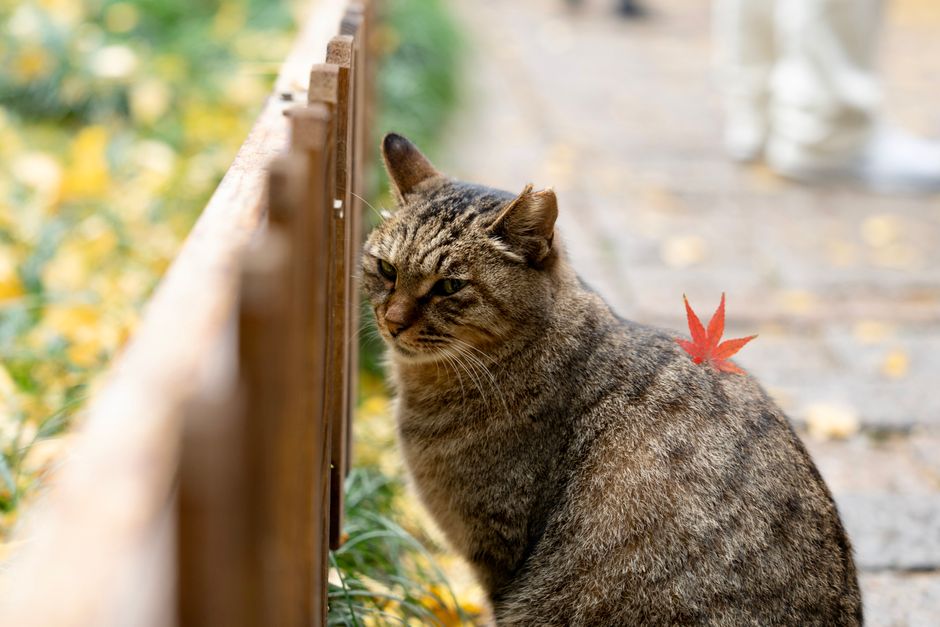 屋外に座っているトラ猫の背中には赤い葉が乗っており、穏やかな秋の雰囲気を体現しています。