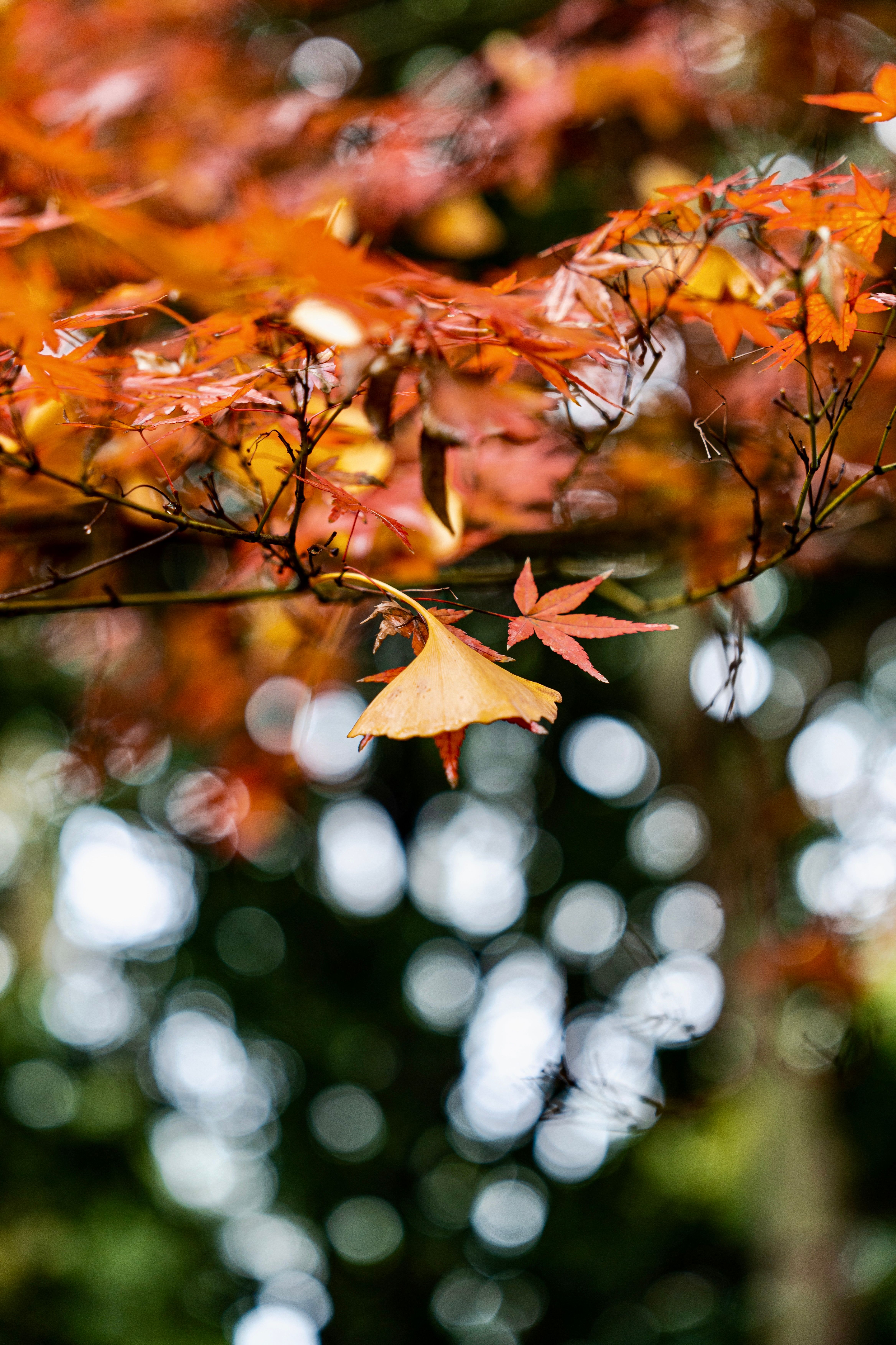 Vibrant Autumn Leaves with Bokeh Background · Free Stock Photo