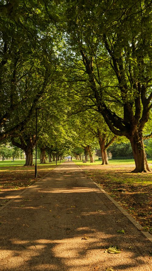 Free A serene tree-lined path in a UK park bathed in summer afternoon sunlight. Stock Photo