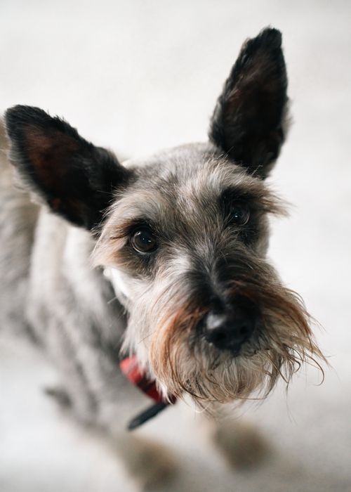 Free Adorable Schnauzer dog with a red collar looking into the camera. Stock Photo