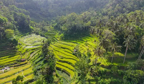 Bali