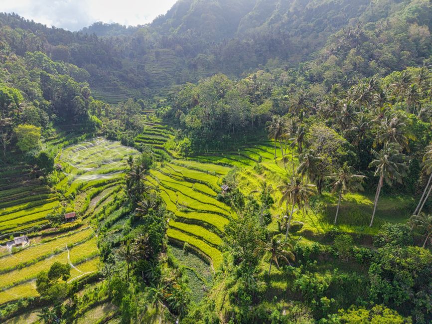Terrazas de arroz de Bali en verde intenso con palmeras y pequeñas aldeas balinesas de fondo
