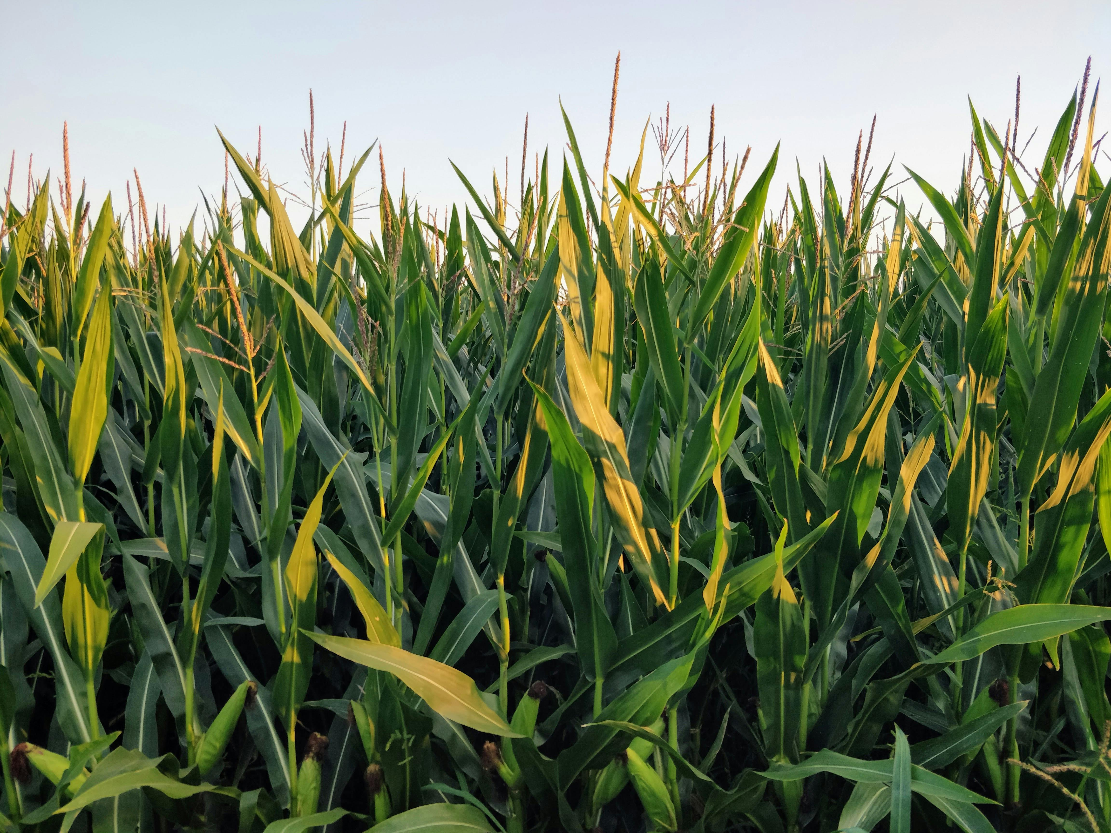 Adaptaciones Fisiológicas y Propagación de Larrea cuneifolia en Estepa Patagónica