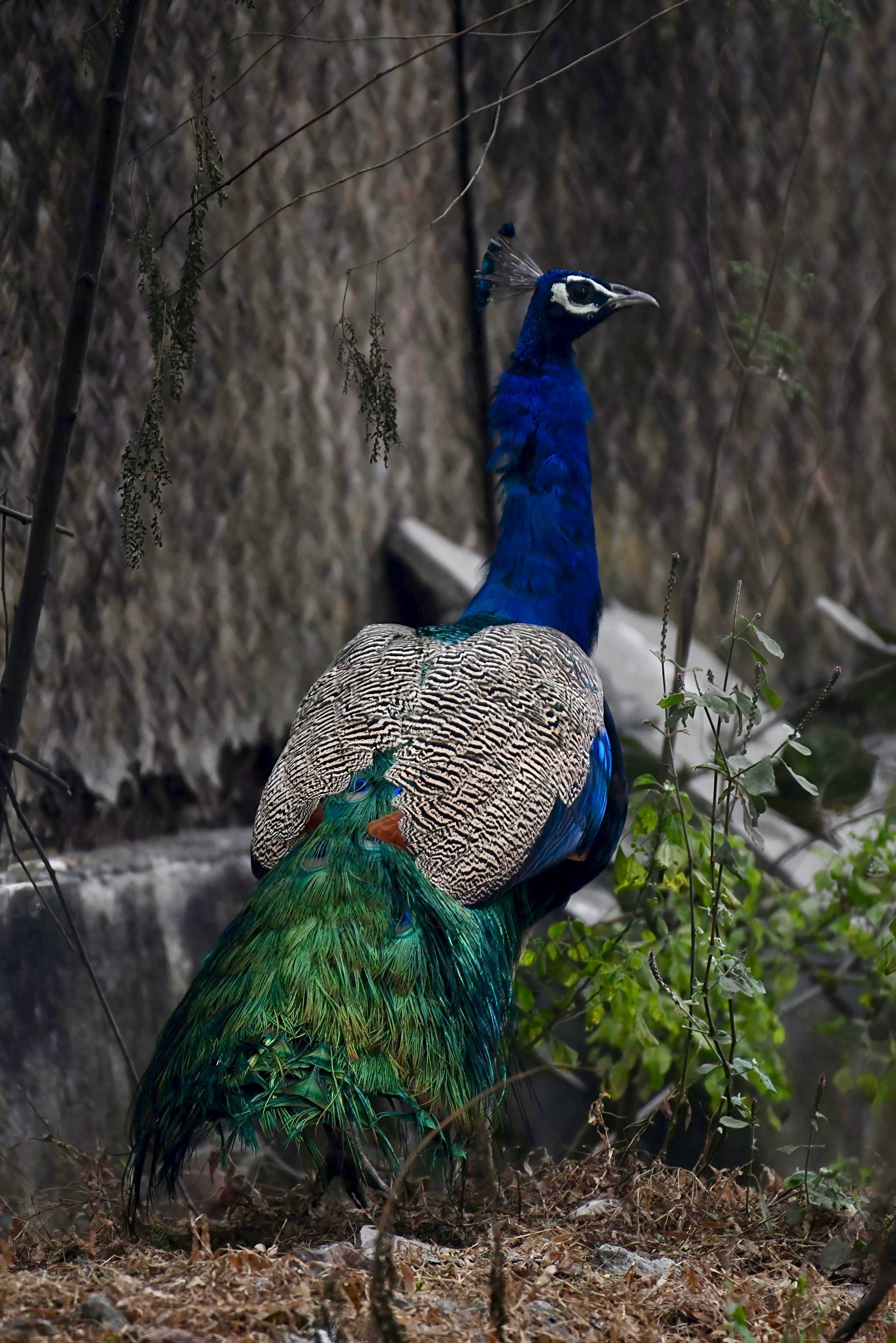 Majestic Male Peacock Outdoors in Natural Habitat · Free Stock Photo