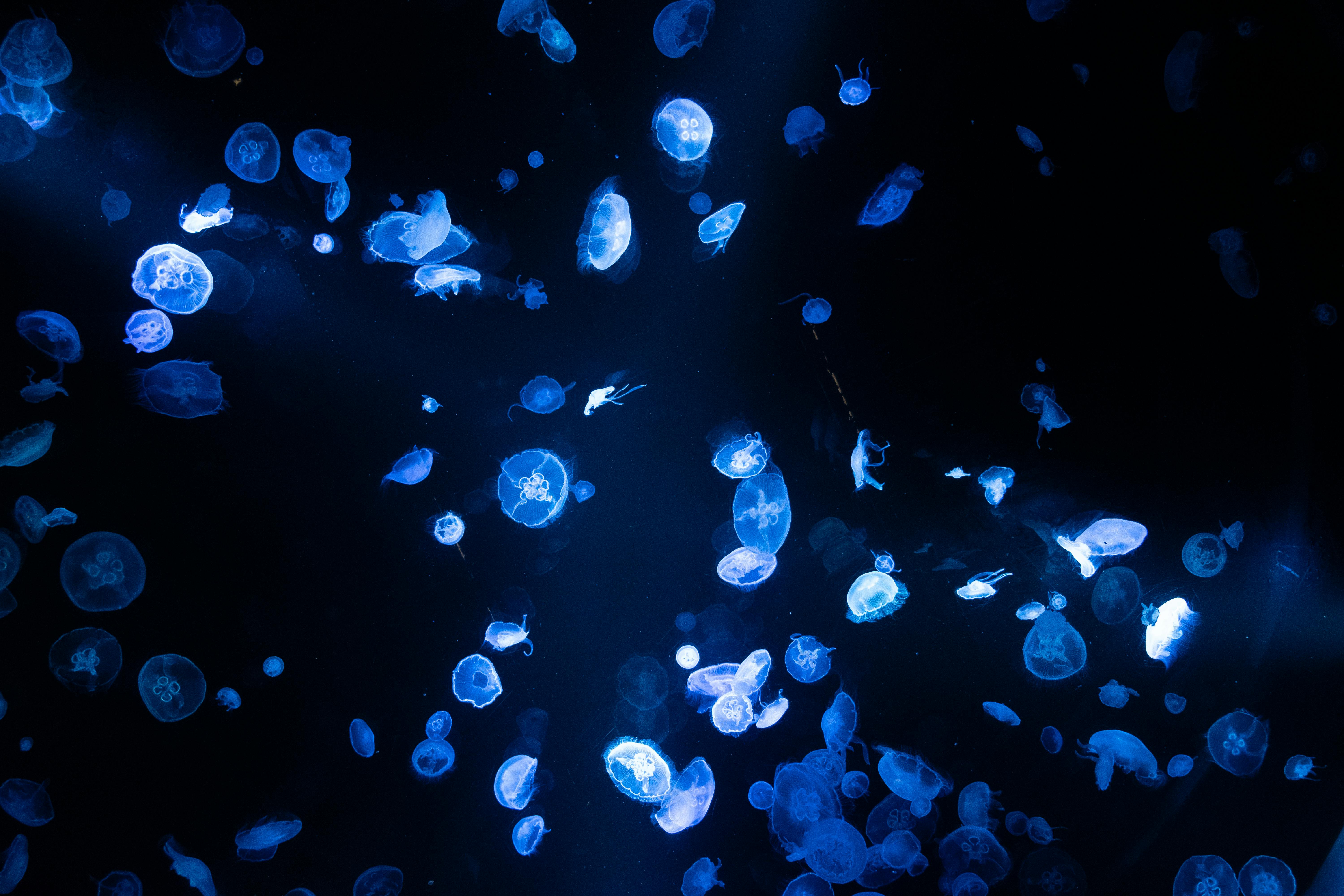 underwater photography of jellyfish