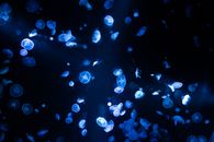 Underwater Photography of Jellyfish