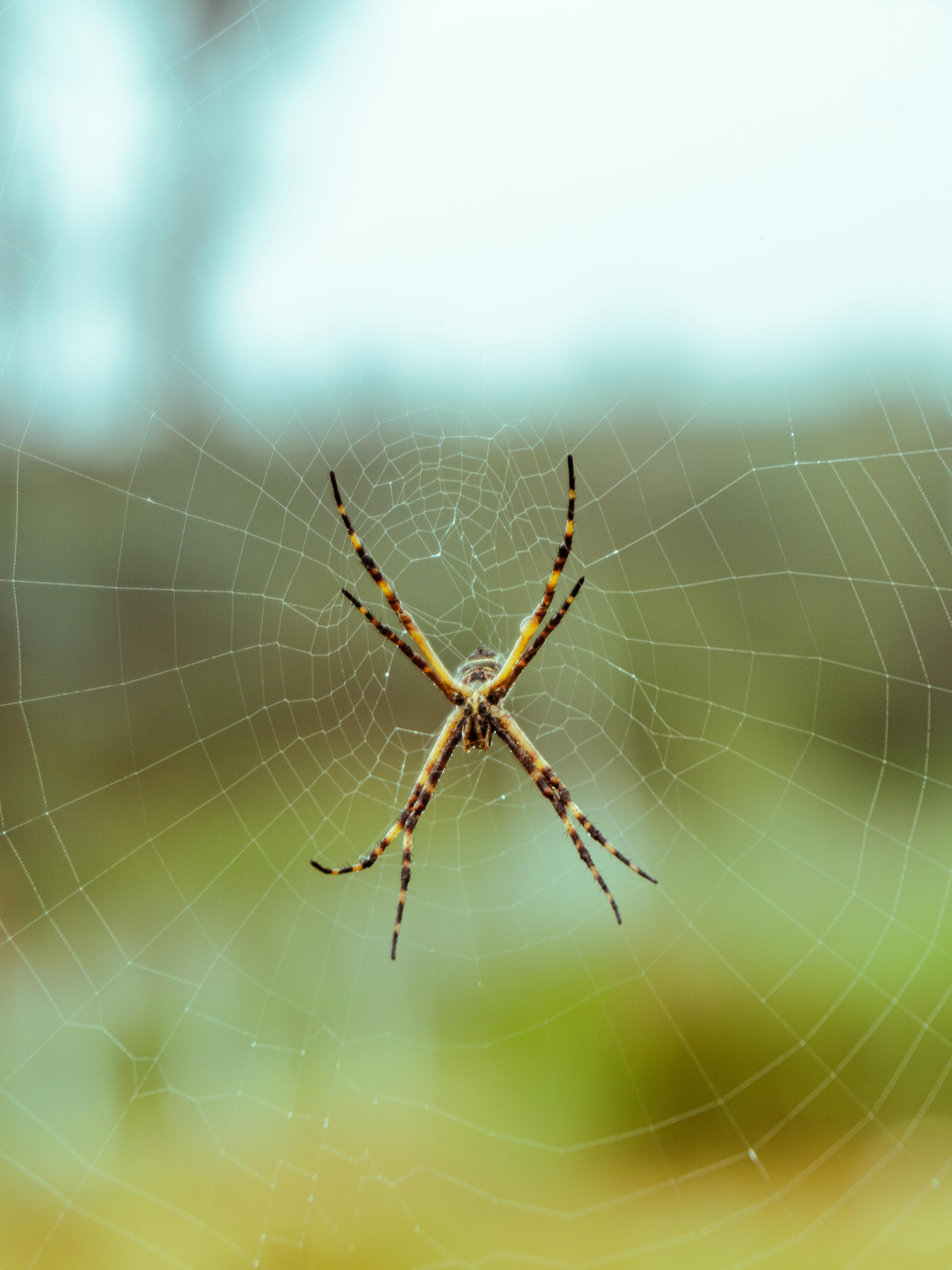 Carbon Fiber Insoles for Men  Women - Bukihome（1 Pair） High Arch  Rigid Support - Non-Cleated Shoes - Running, Hiking - Basketball, Volleyball, Racquet Sports - Injury Prevention - XL