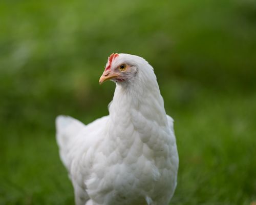 Free A white hen stands gracefully in lush green grass, showing its natural beauty outdoors. Stock Photo