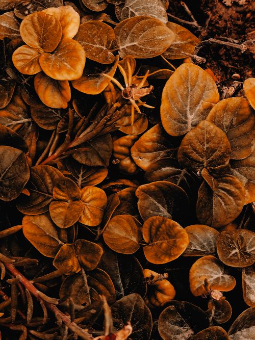 Free Closeup of scattered autumn leaves showcasing warm, earthy tones, perfect for seasonal themes. Stock Photo