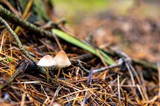 Two small mushrooms growing among pine needles and twigs in a forest setting.