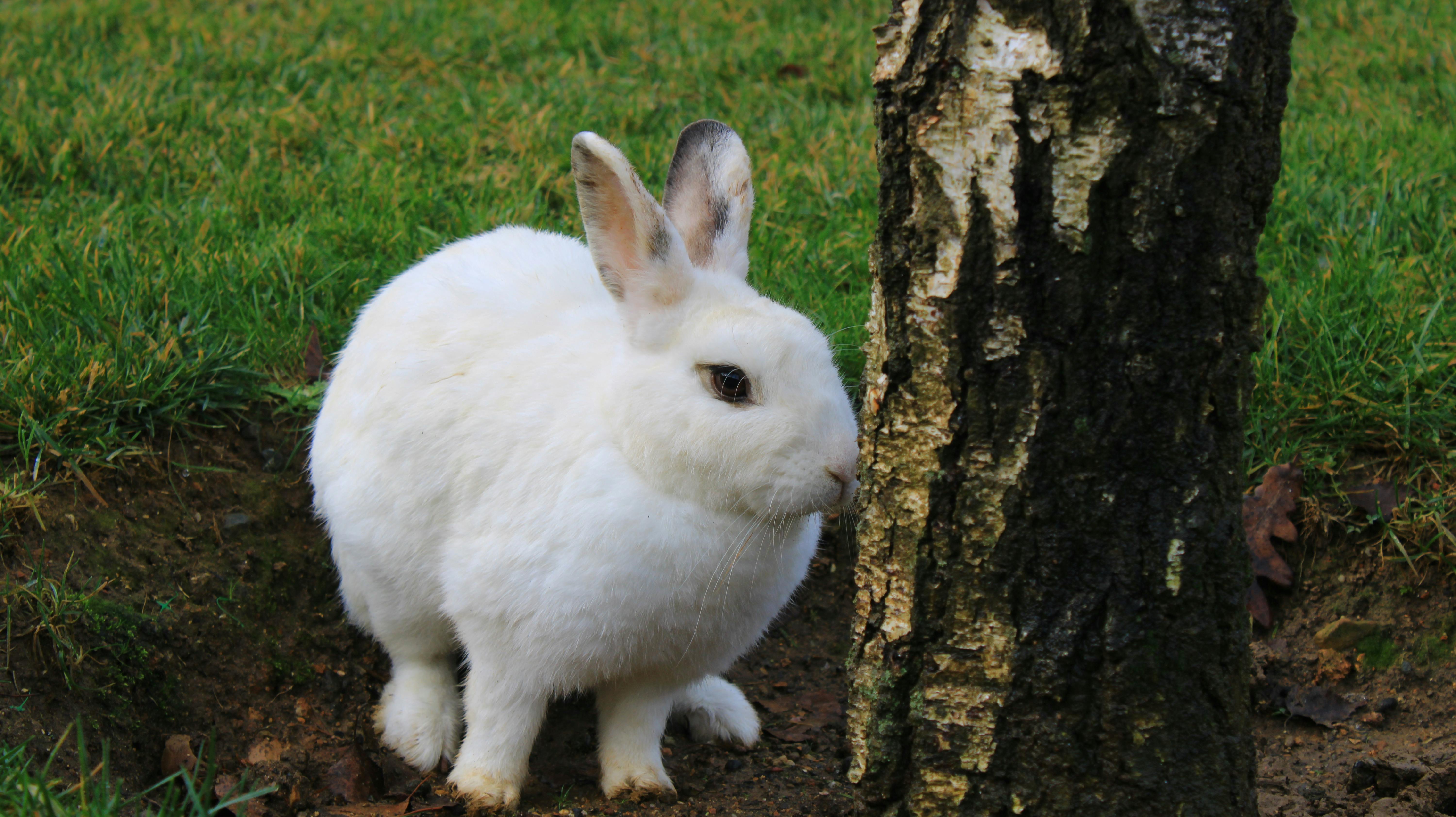 Charming white rabbit by a tree on lush green grass, perfect for nature themes.