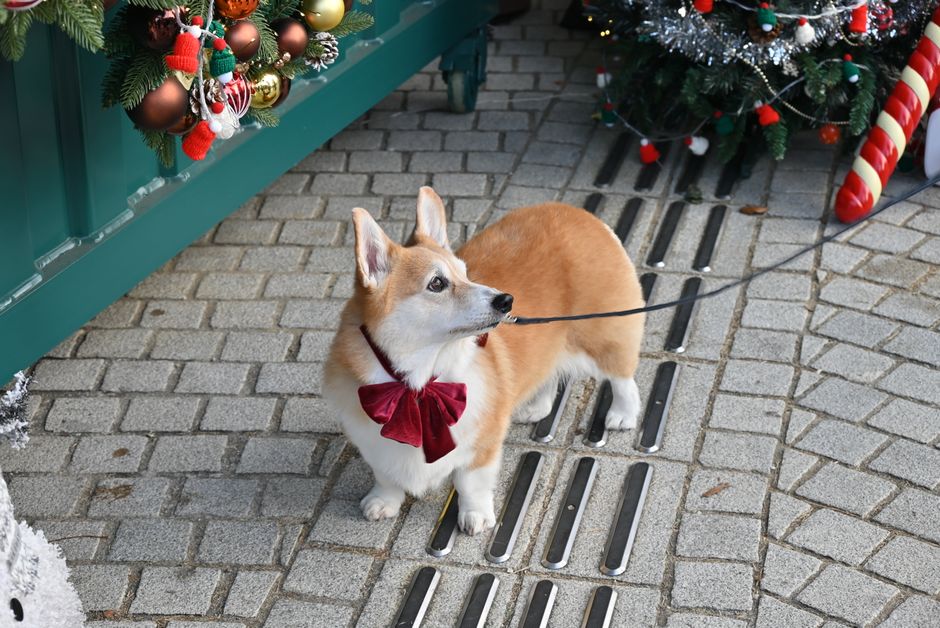 クリスマスの飾りが飾られた屋外の舗装された小道で、赤い蝶ネクタイを着けたかわいいコーギー。