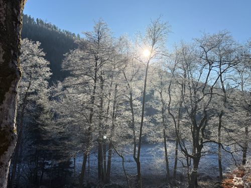 Free Winter scene with sunlight filtering through frosty trees in a serene forest. Stock Photo