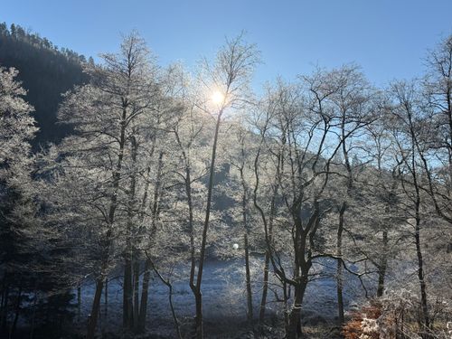 Free Sunlight filters through frosty trees on a winter day, creating a serene landscape. Stock Photo
