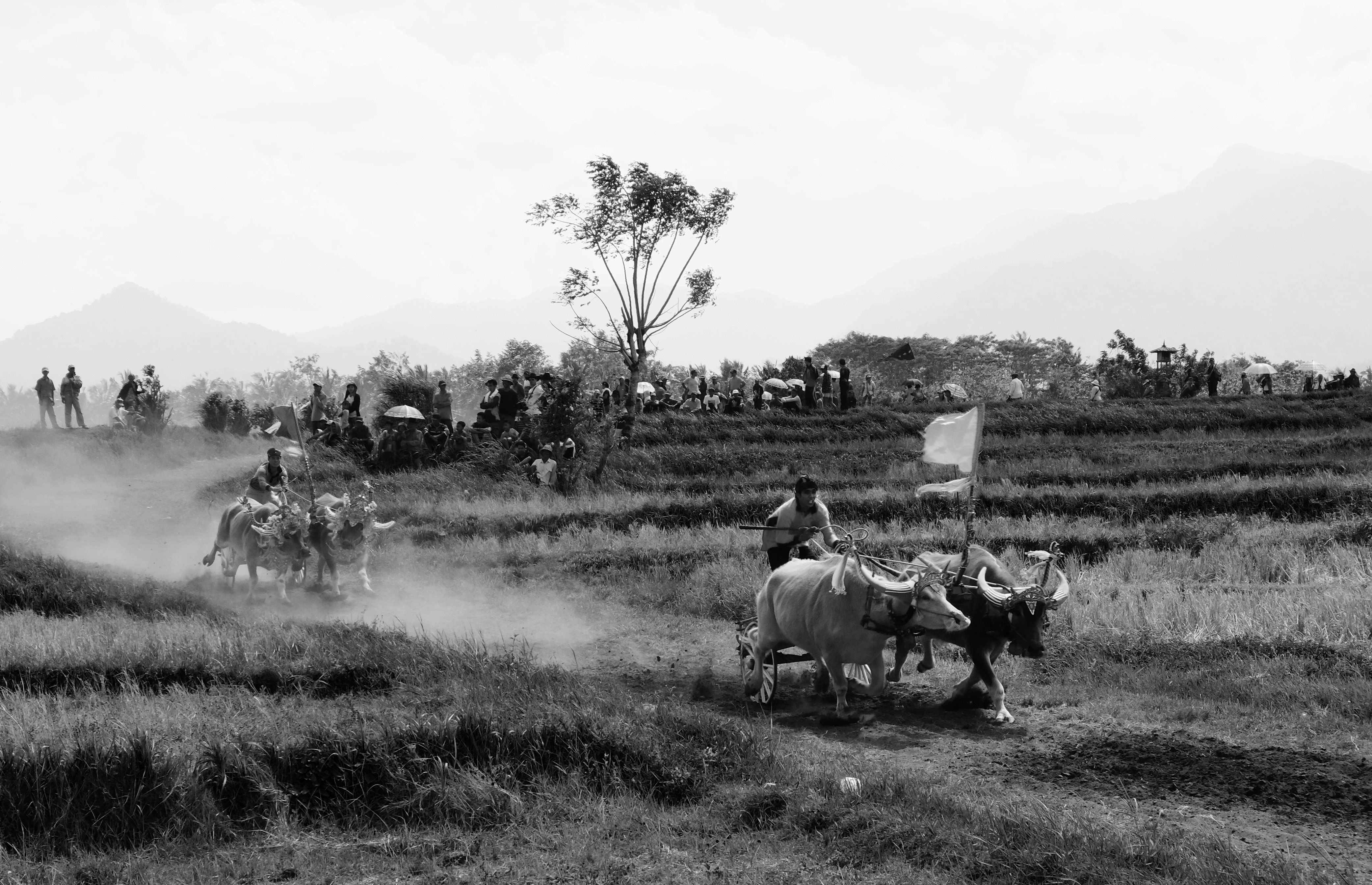 Ox Racing in Bali's Scenic Rice Fields · Free Stock Photo