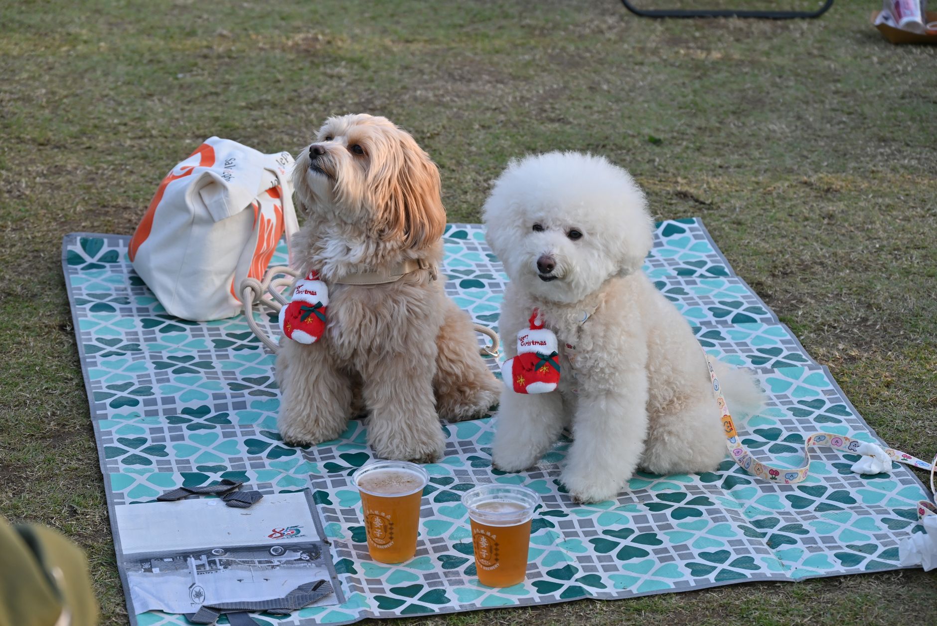 Two fluffy dogs with festive accessories sitting on a picnic rug outdoors.
