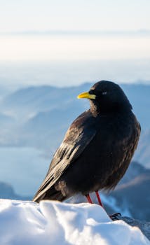 Alpine chough perched on a snowy peak with a scenic mountain backdrop.