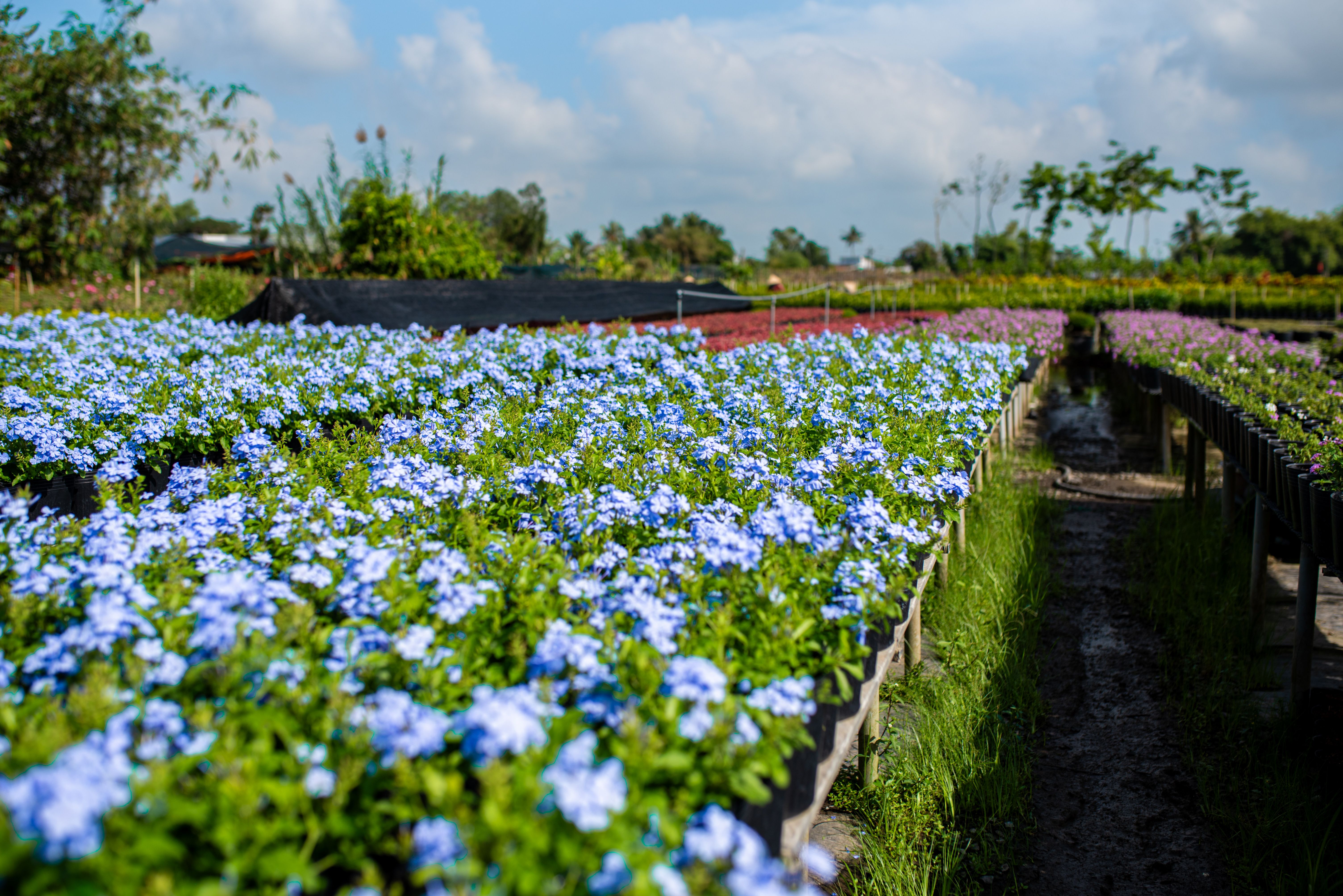 Lush flower nursery with vibrant blossoms blooming under clear blue skies, offering a serene outdoor setting.