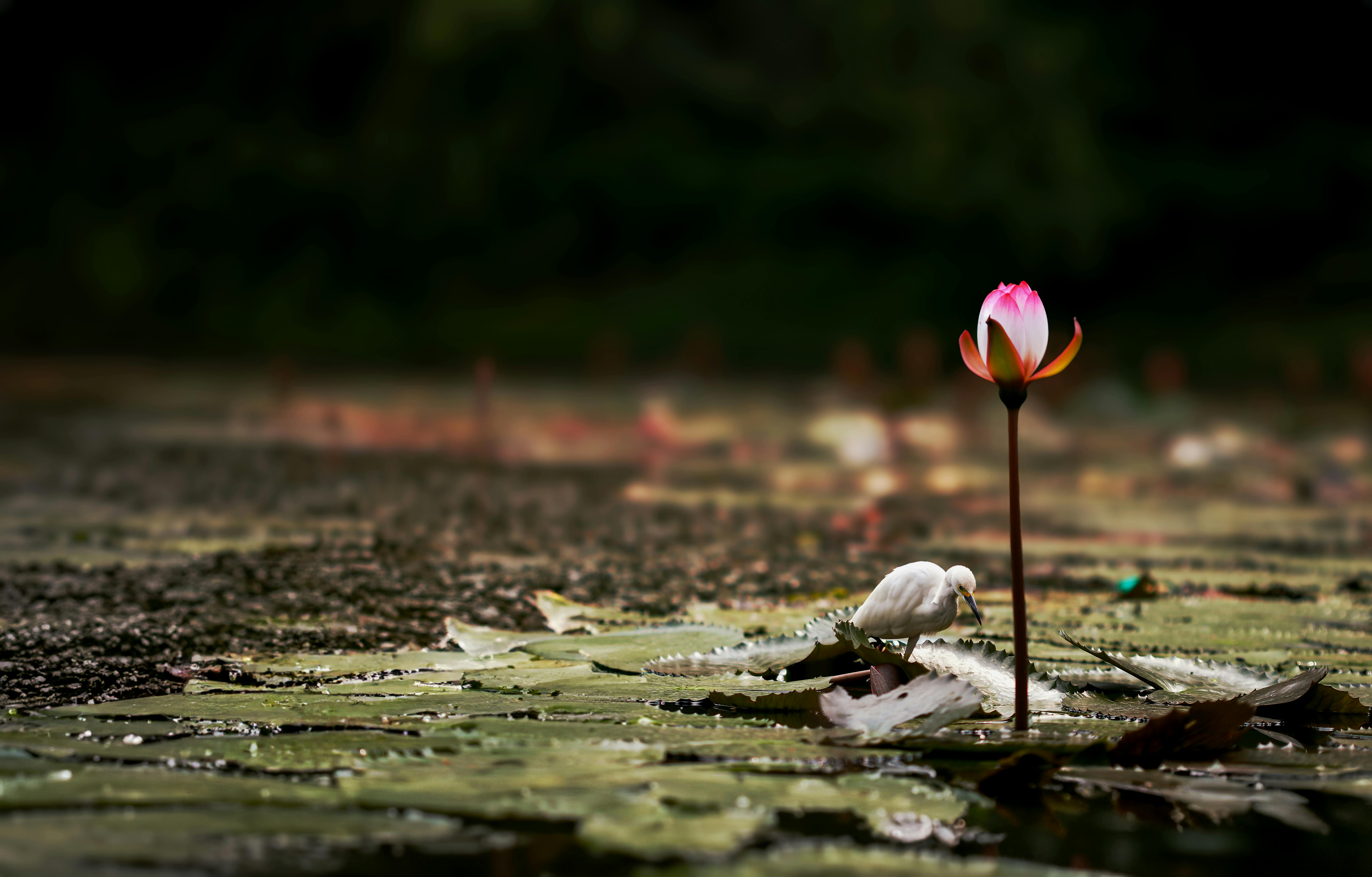 A peaceful scene of a white egret near a blooming water lily in a lush pond.