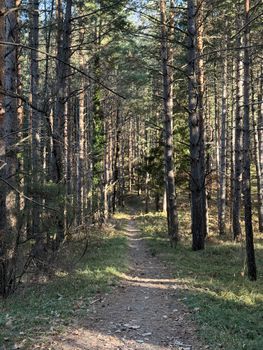 A serene walking path through a sunlit autumn forest, ideal for hiking enthusiasts.