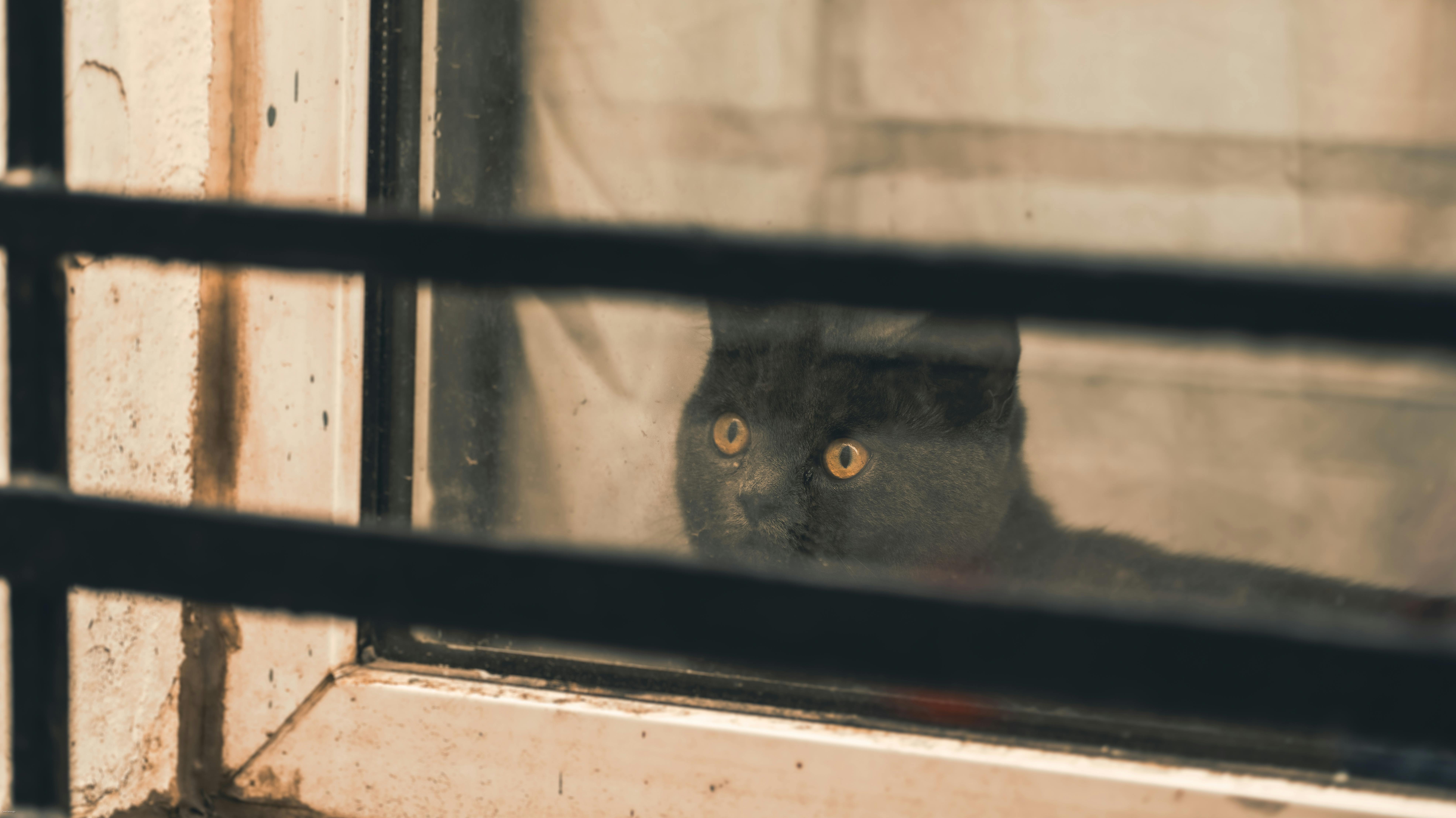 cat sitting by window observing showing fixed sign behavior patterns