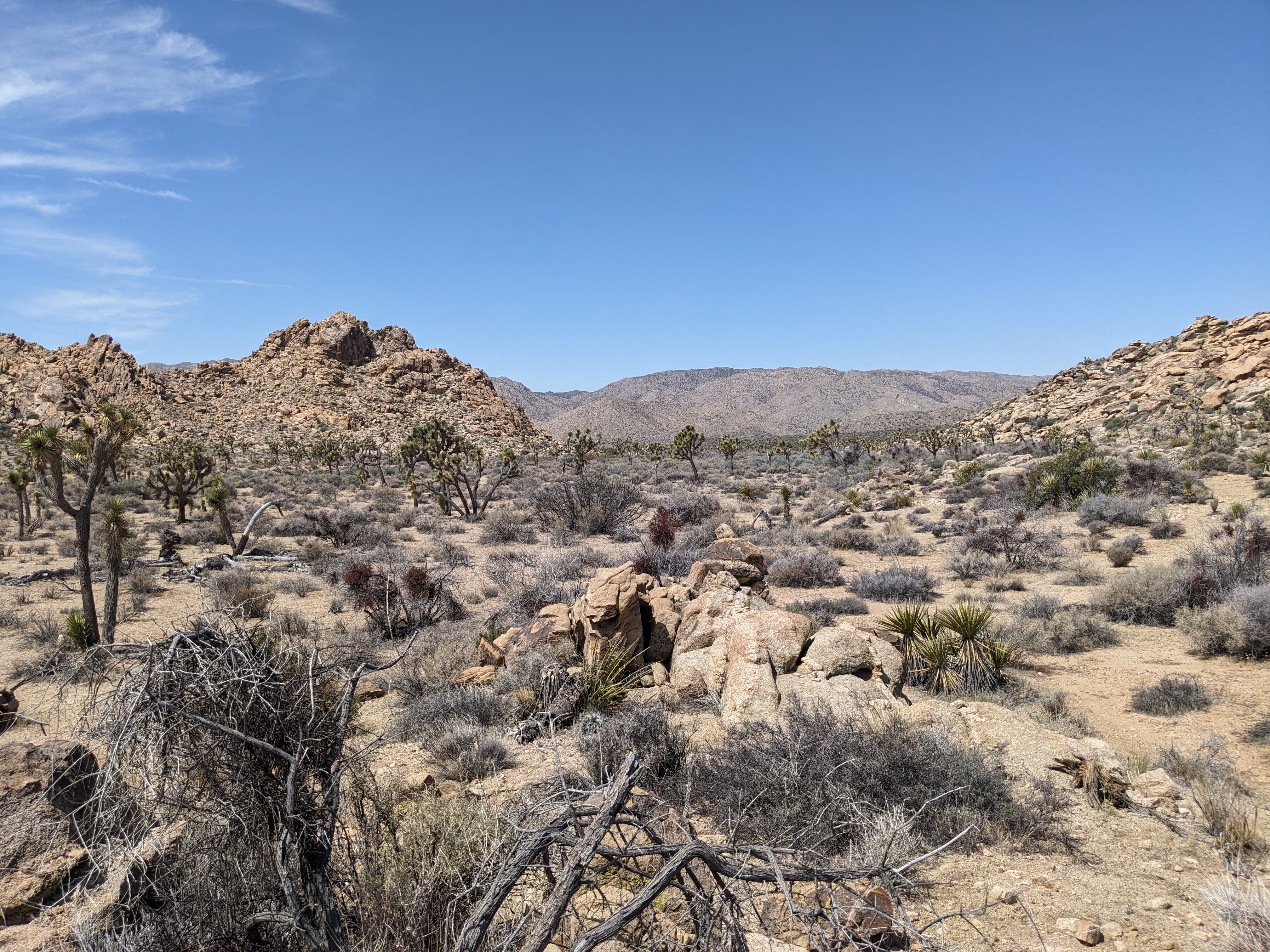 Scenic View of Joshua Tree National Park Desert Landscape · Free Stock ...