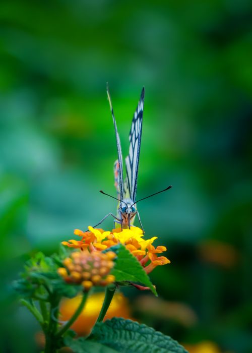 Free stock photo of butterfly, colorful, rajshahi division Stock Photo