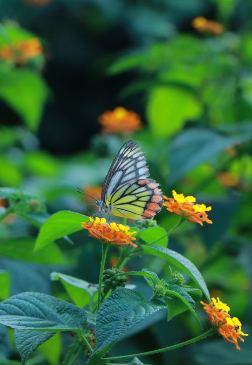 Free Colorful butterfly perched on lantana flowers in Rajshahi, showcasing natural beauty and vivid colors. Stock Photo