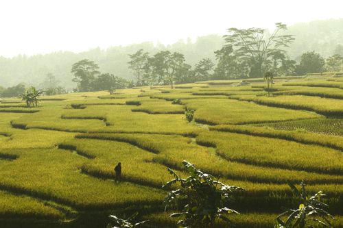 Free Serene landscape of lush green rice terraces with a solitary figure walking, bathed in morning light. Stock Photo