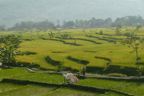 Free A serene rural scene featuring lush green rice paddies in a sprawling landscape, perfect for agricultural themes. Stock Photo
