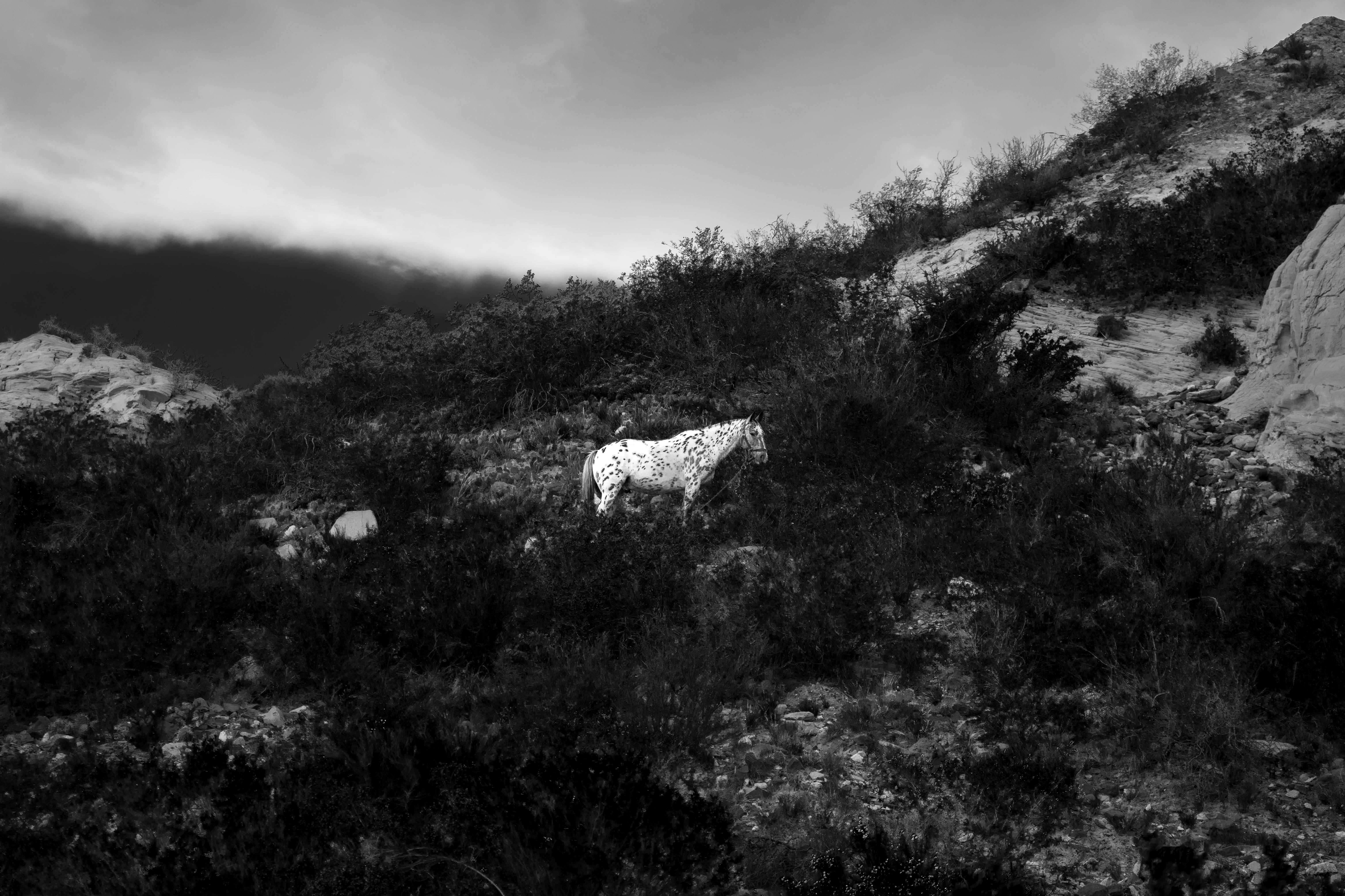 la magia del caballo blanco entre negro