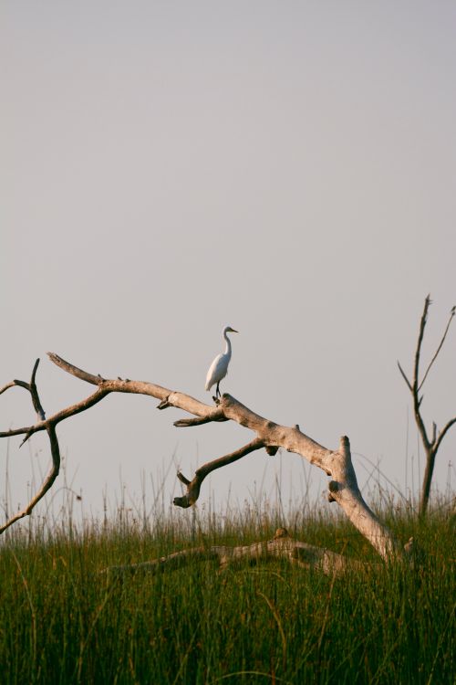 Free A lone egret sits gracefully on a bare tree branch against a serene backdrop. Stock Photo