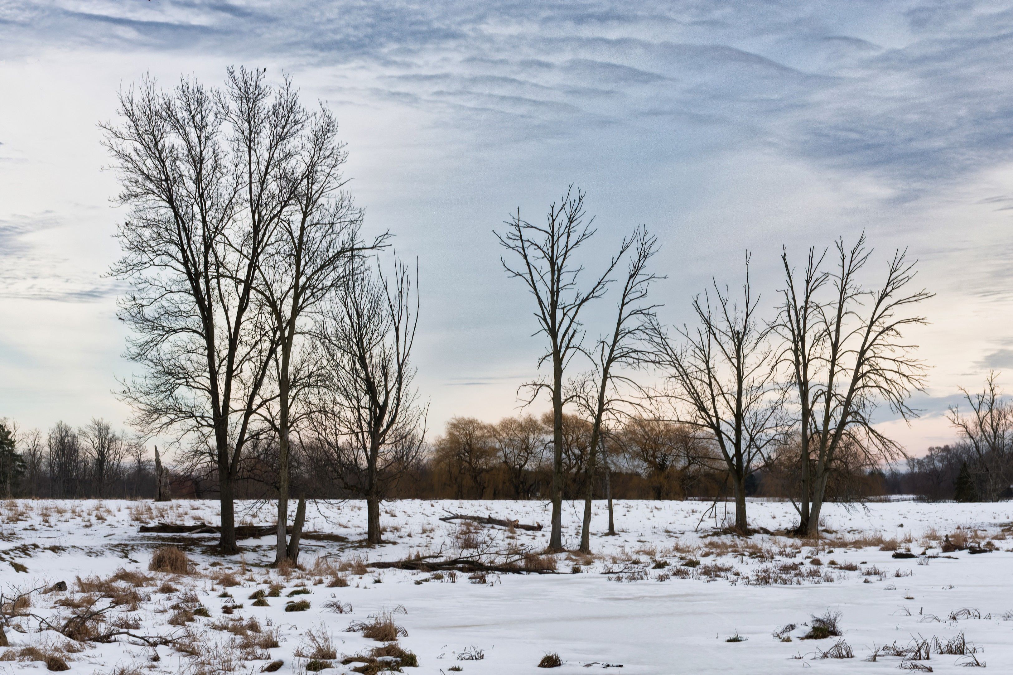 Winter landscape with bare trees in Waterloo · Free Stock Photo