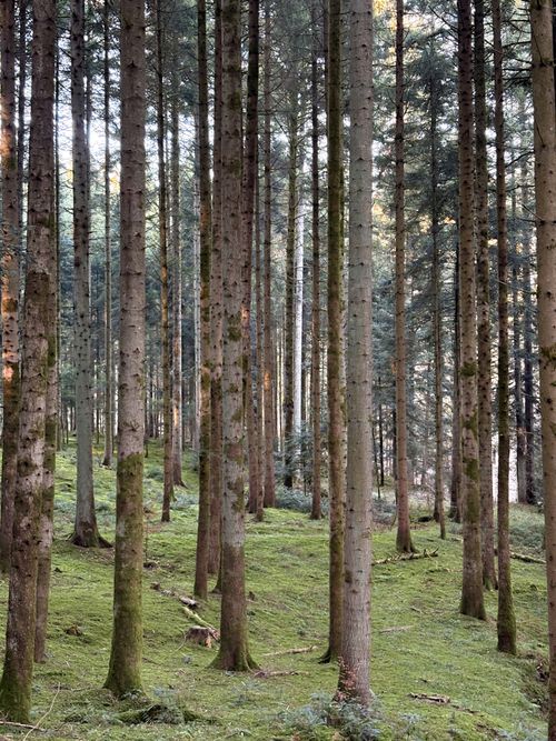 Free A tranquil image of a lush pine forest with towering trees and green moss. Stock Photo