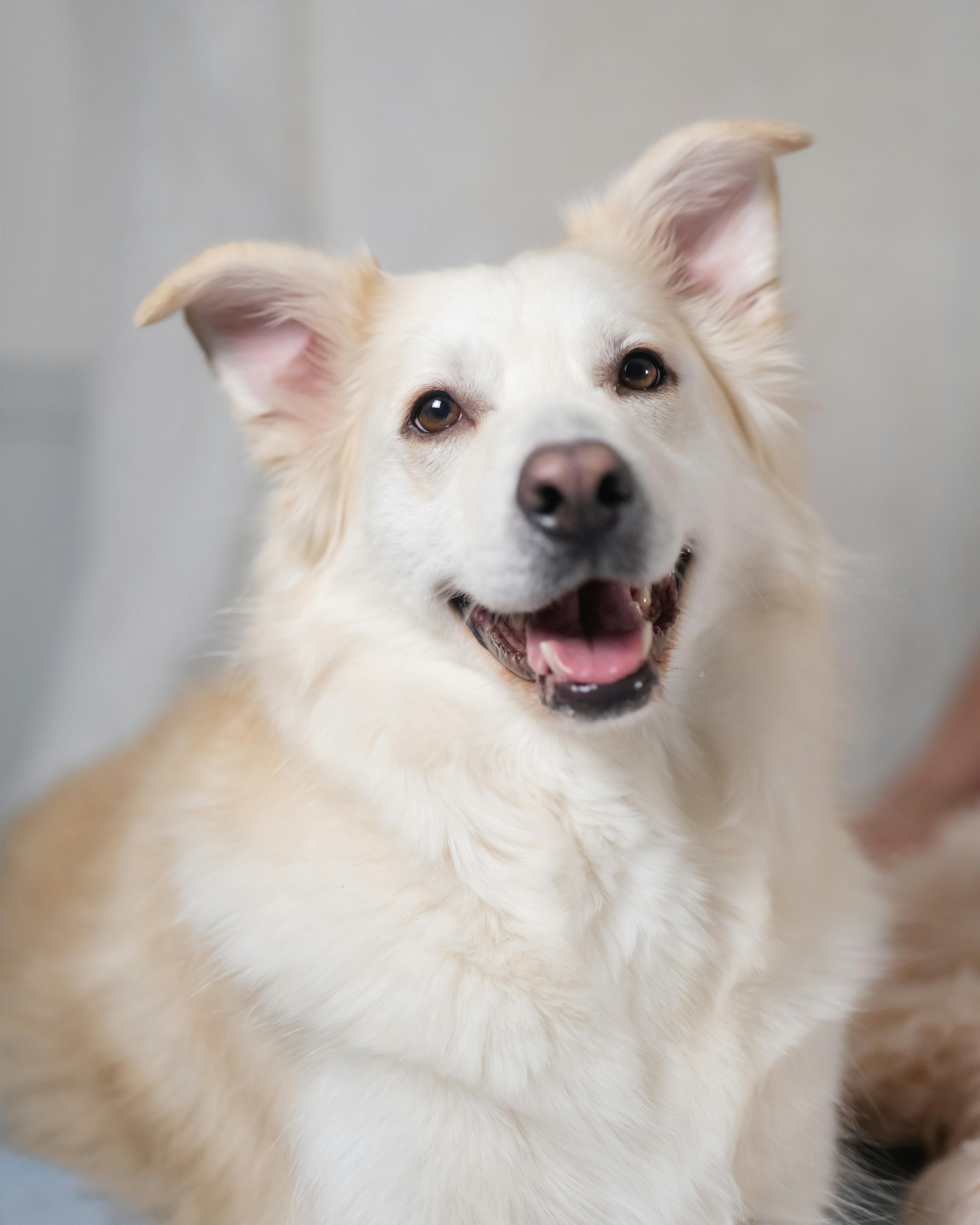 HICC PET Dog Paw Balm 0.53 oz Refill Pack for Dogs  Cats, All-Natural Paw Balm Dogs Lick Safe, Moisturizing and Healing Dry Cracked Paws, Improves Rough Paws Relieves Odor, Horse Hoof, Joint Care