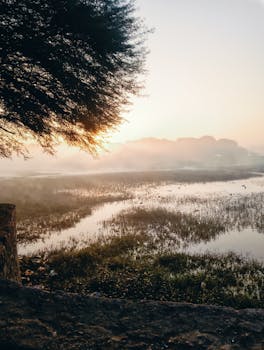 A tranquil sunrise illuminating misty wetlands with silhouetted trees in the foreground.