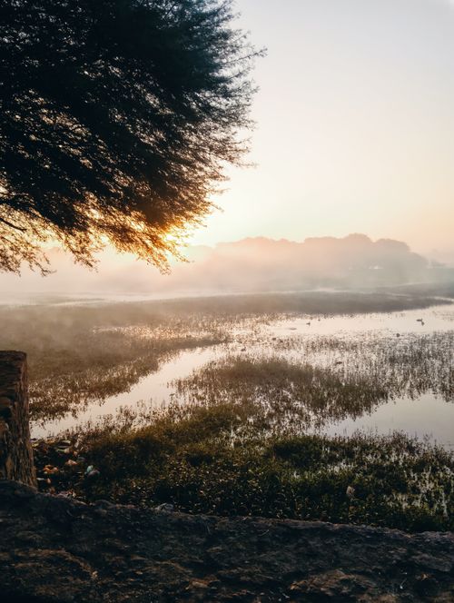 Free A tranquil sunrise illuminating misty wetlands with silhouetted trees in the foreground. Stock Photo