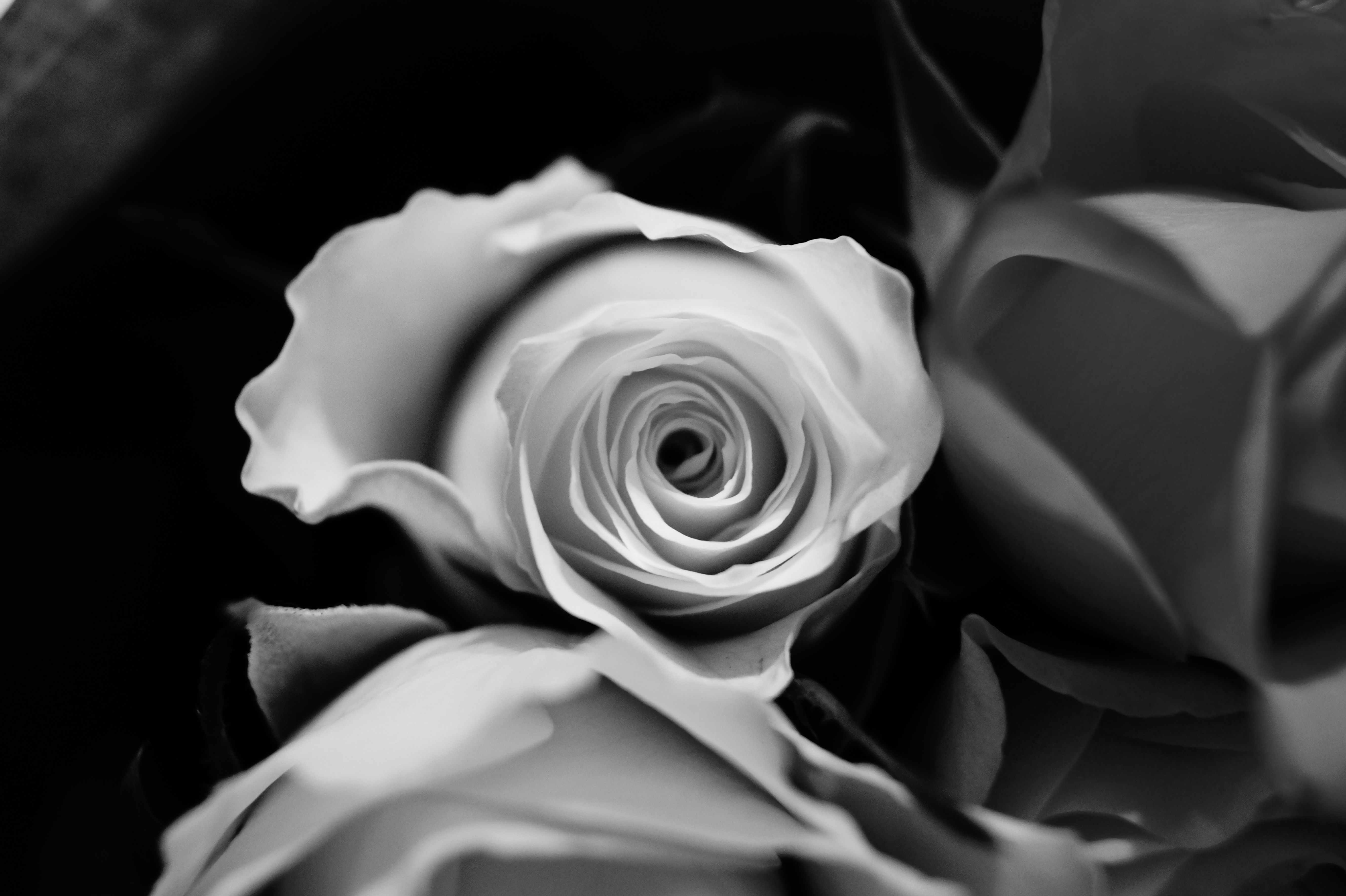 Close-Up Black and White Rose Petal Pattern · Free Stock Photo