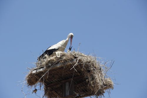 Free White stork perched on a nest atop a pole, set against a clear blue sky. Stock Photo