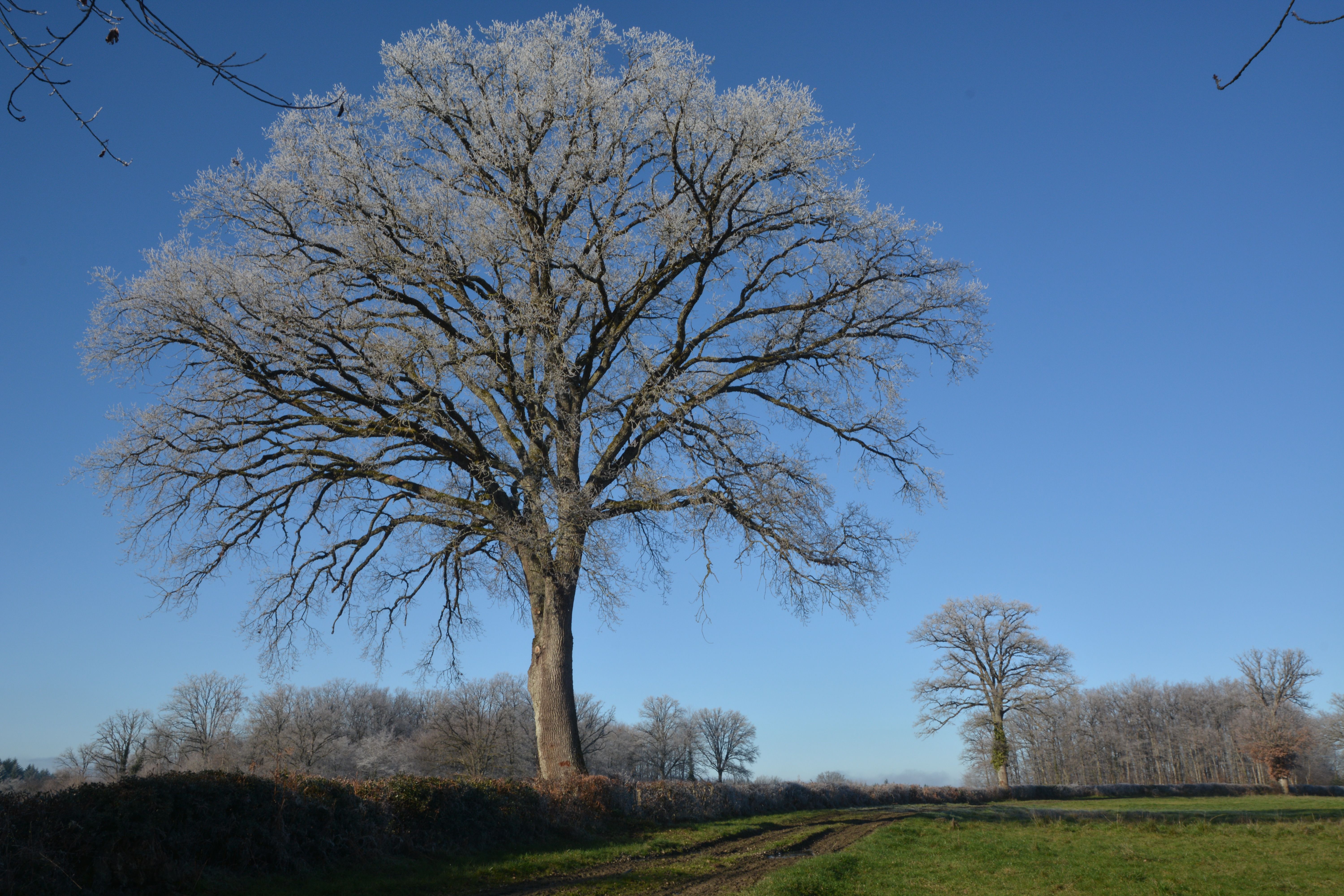 Frost-Covered Tree in Winter Landscape · Free Stock Photo