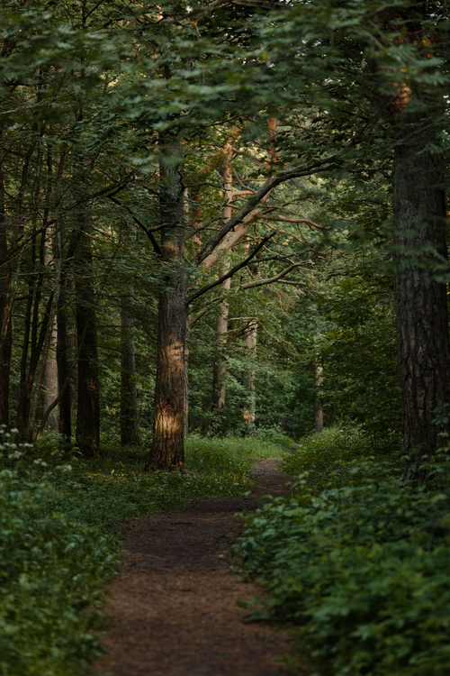 Free Tranquil forest path surrounded by lush green foliage, inviting peaceful exploration. Stock Photo