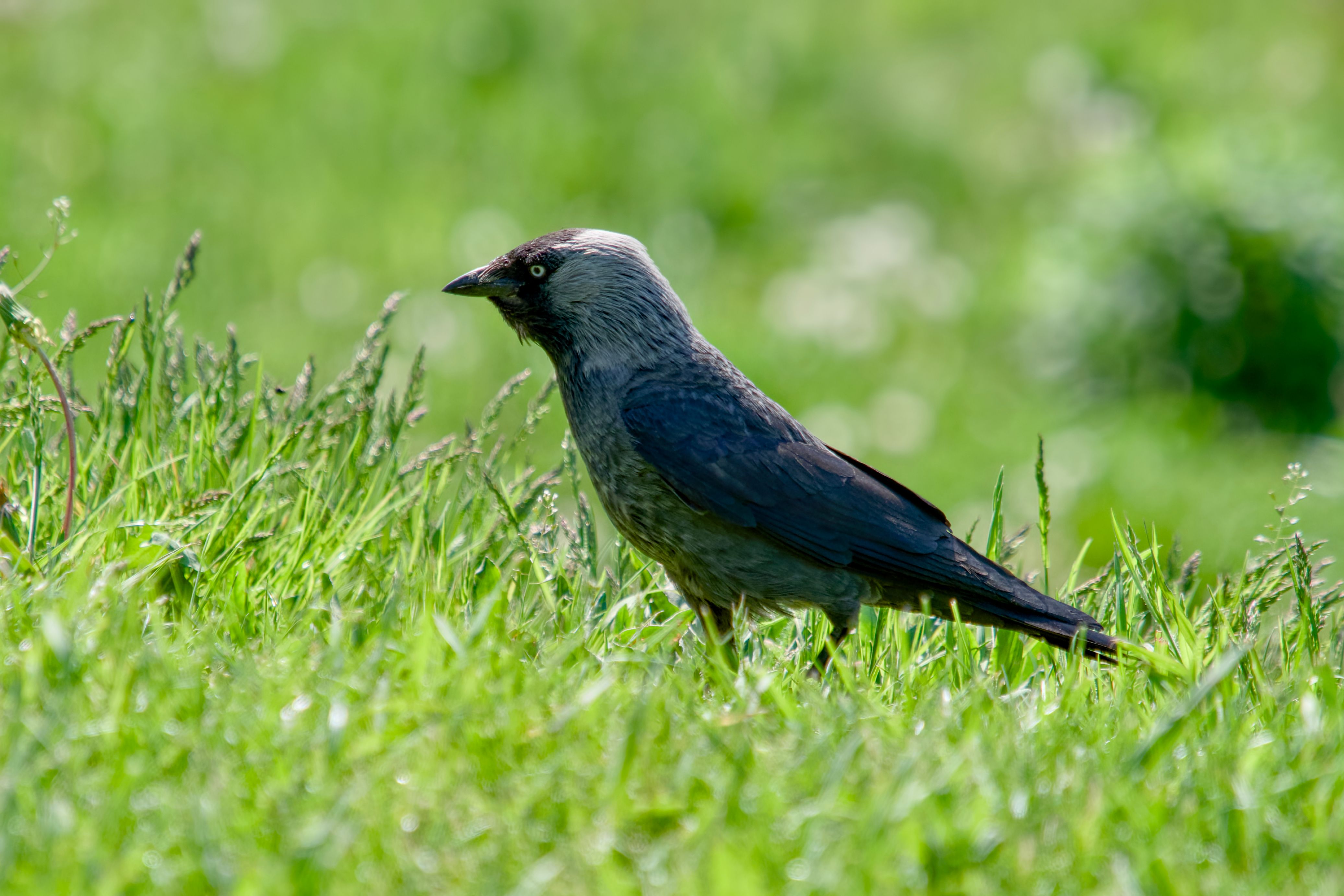 Campo de gás Jackdaw criaria apenas 27 empregos em tempo integral, dizem ativistas ambientais